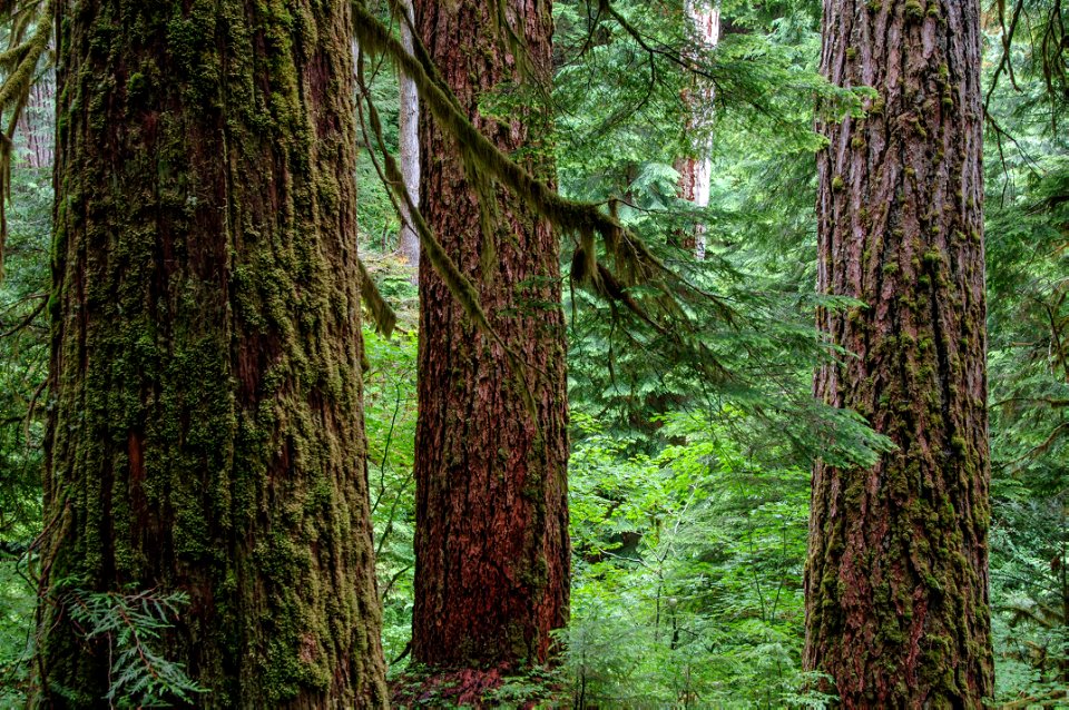 Mack Creek Old Growth_Willamette_FS_PD