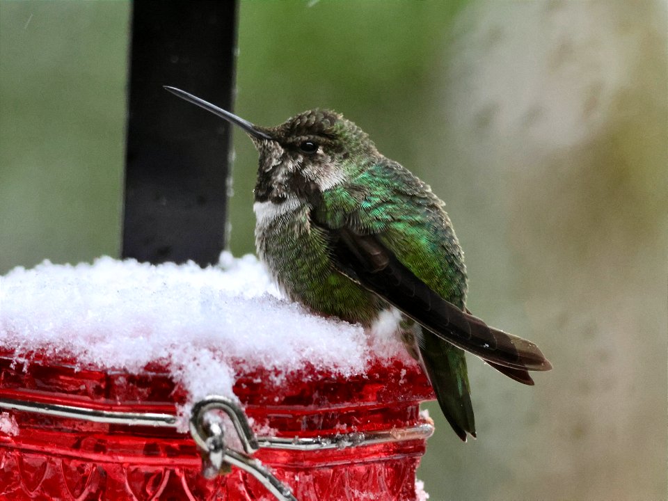 Anna's Hummingbird (Calypte anna) in the snow on a hummingbird feeder.