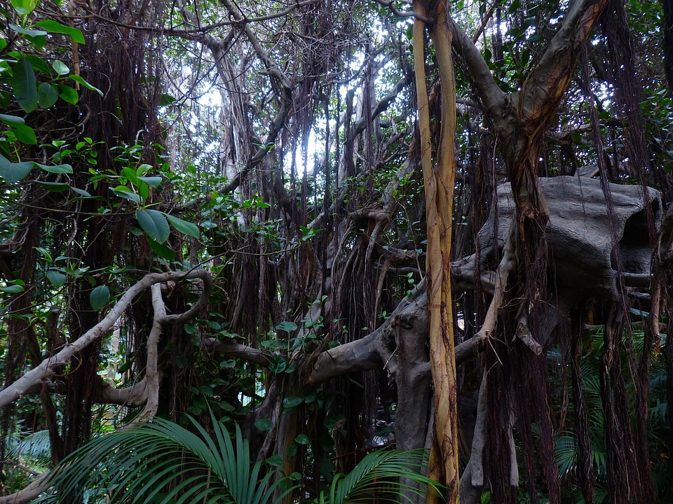 Tropical thicket plant