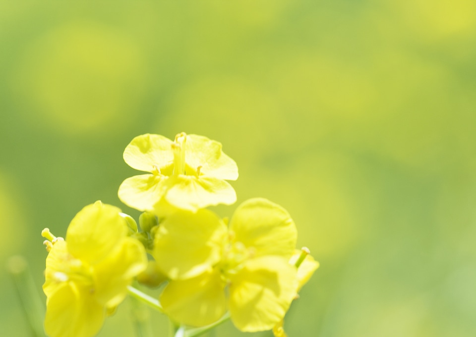 The flower of Rape flower