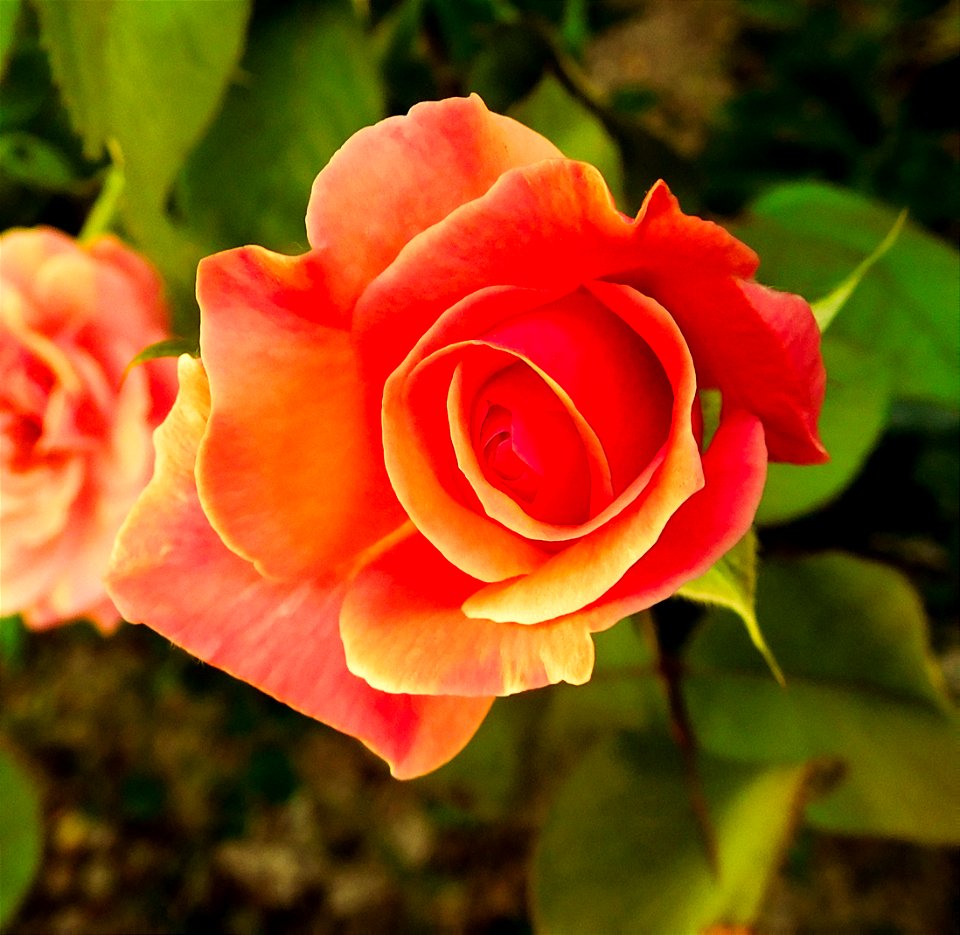 2019122-BLOOMING SUMMER  ROSE 165