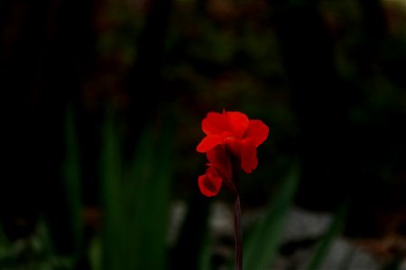 red flower photo