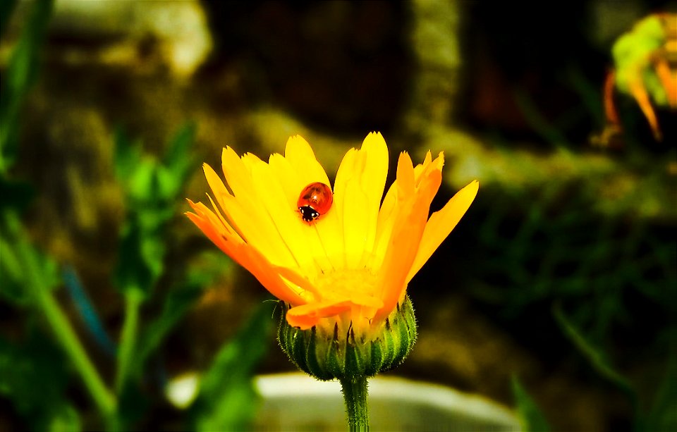 2022171-LADYBUG AND DAISY photo