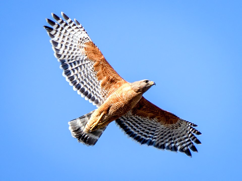 Red-shouldered Hawk