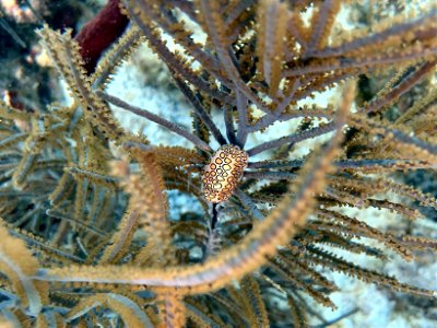 Cyphoma gibbosum (Flamingo Tongue)