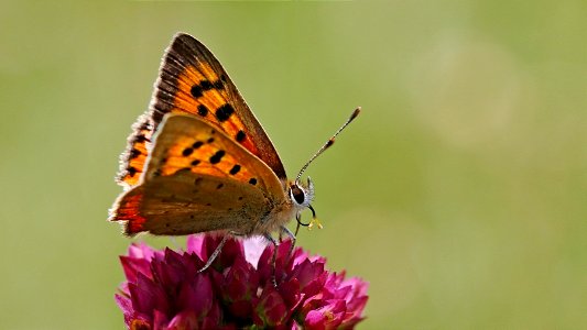 Small Copper - Lycaena phlaenidae