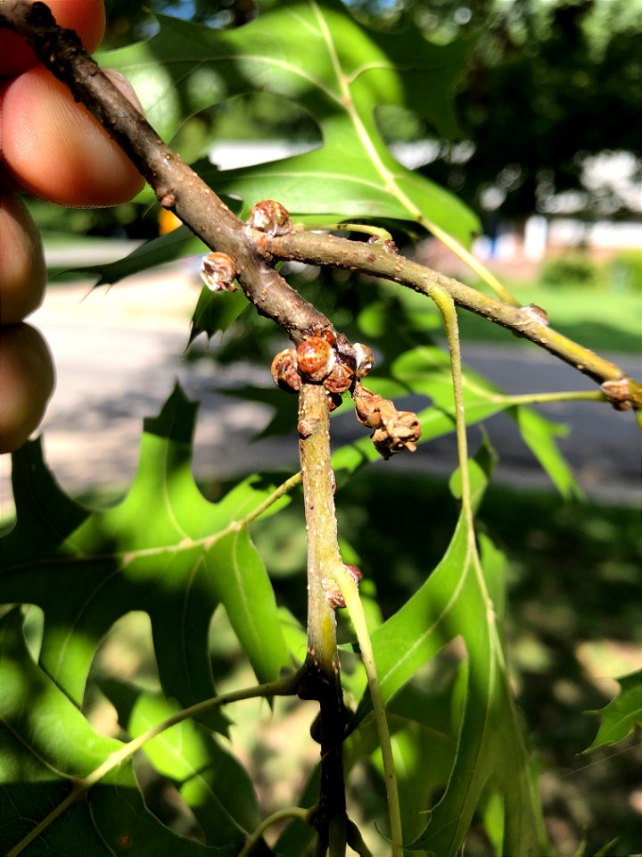 Kermes Scale, Close-Up Shot of the Insect on a Pin Oak