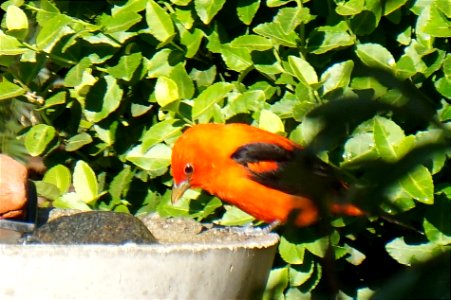 Scarlet Tanager | Male