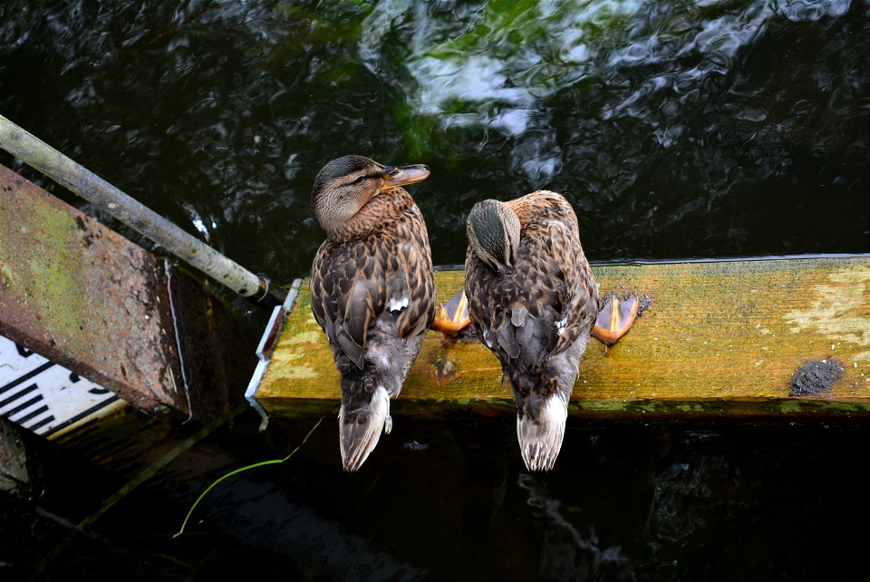 Mallard Female Duck Juvenile on the River Coln photo
