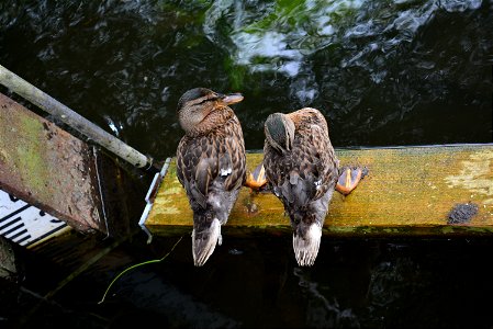 Mallard Female Duck Juvenile on the River Coln