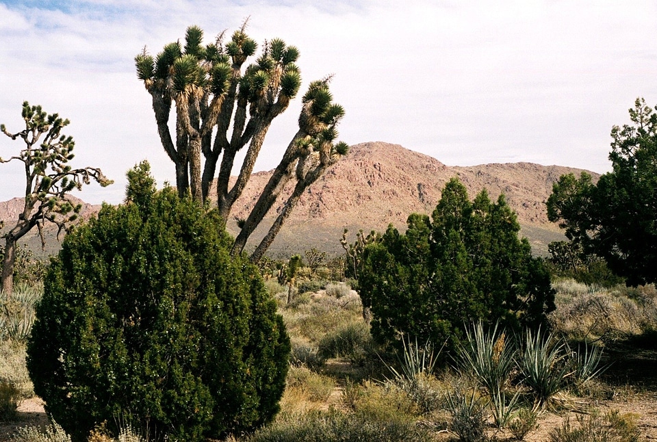 Teutonia Peak Trail