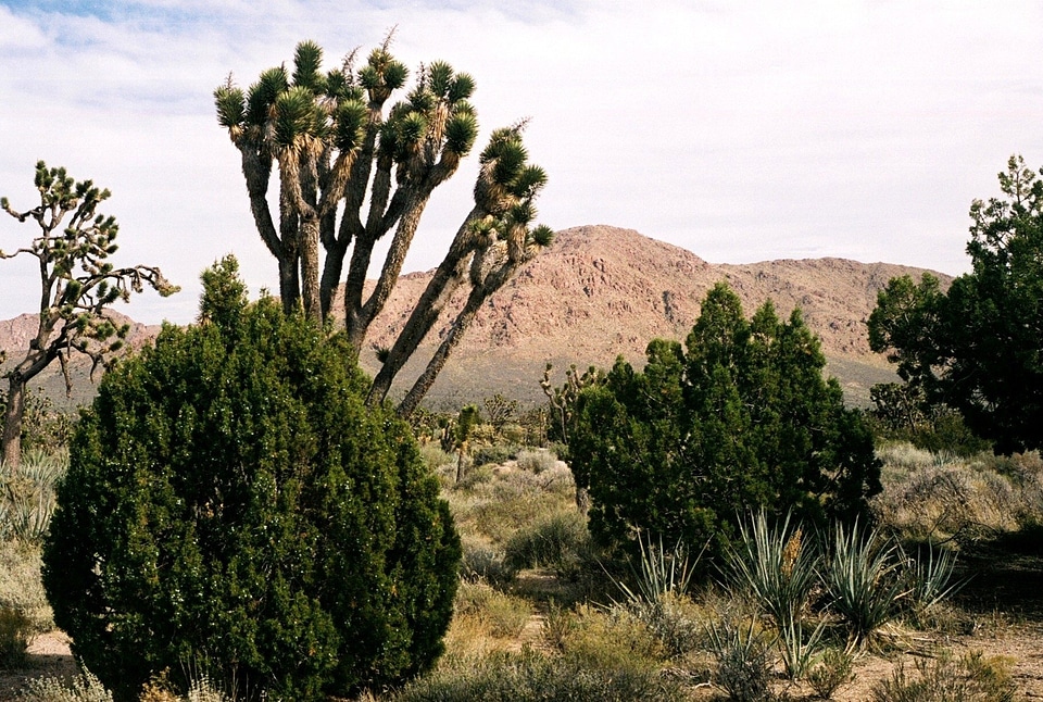 Teutonia Peak Trail photo