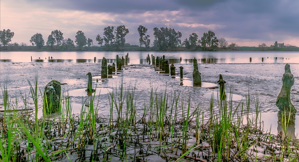 River reeds