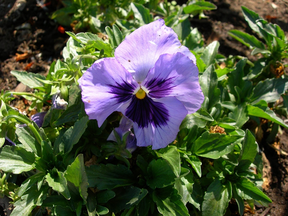 Pansy Viola x wittrockiana