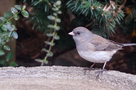 Dark-eyed Junco