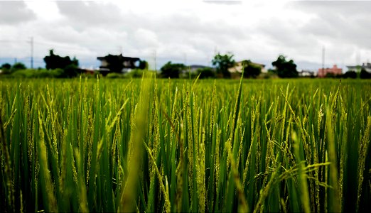 夏耘-員山鄉內城村