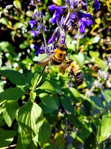 Two bees