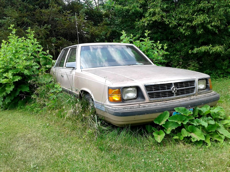 1985 Plymouth Reliant K in the weeds