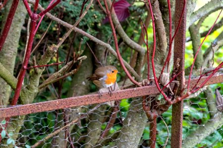 Robin photo