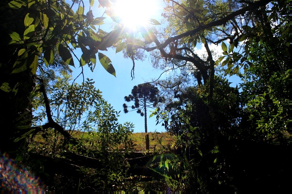 Trilha do Pinheiro