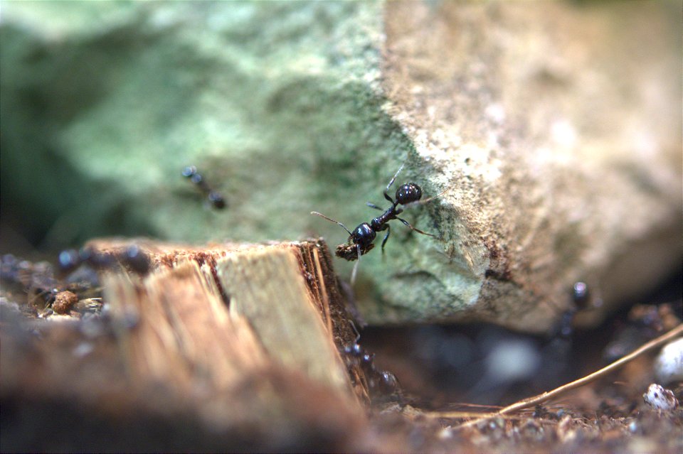 Ant