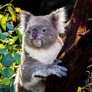 Koala at Perth zoo photo