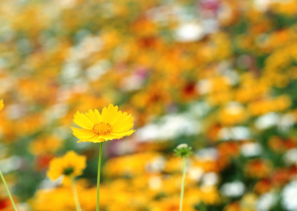 Cosmos flower in background
