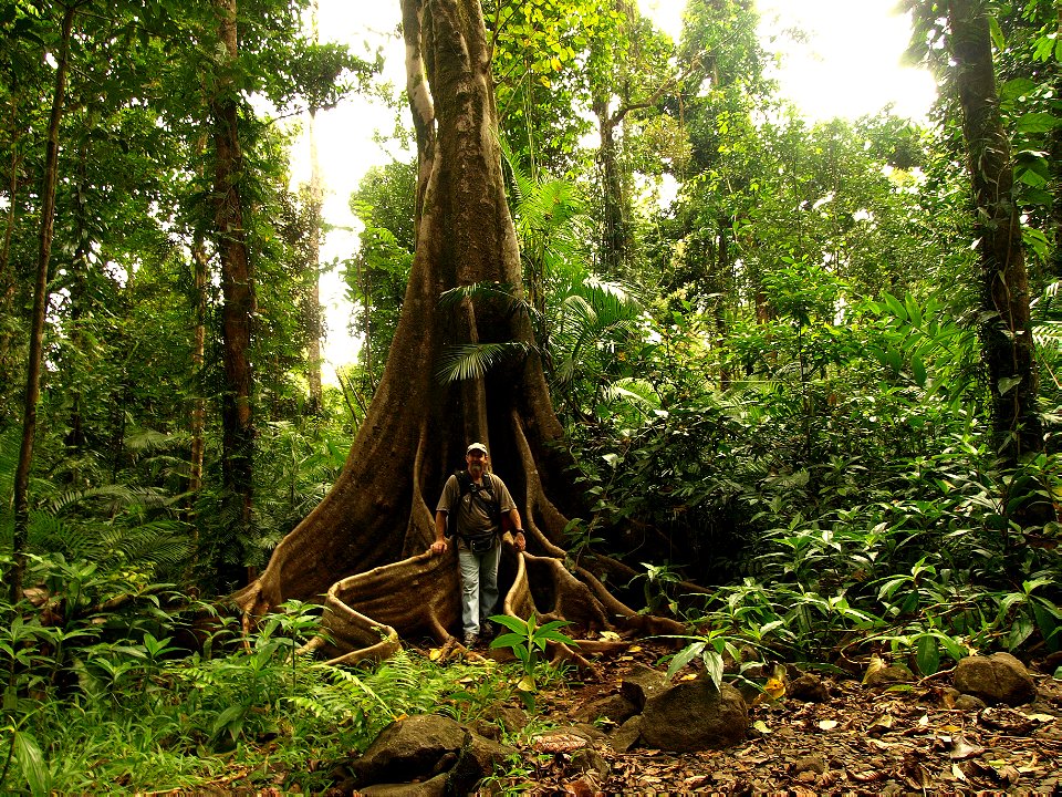 Rooted