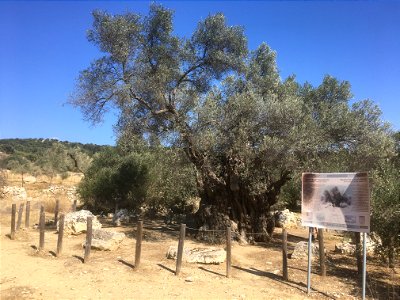 2300 year old olive tree
