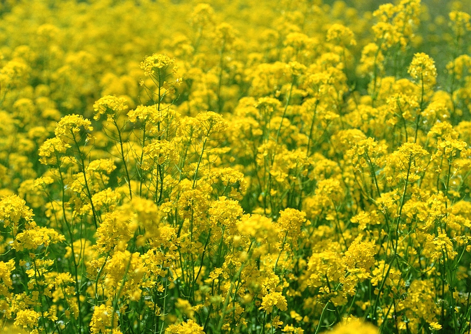 Blooming canola rape agriculture field