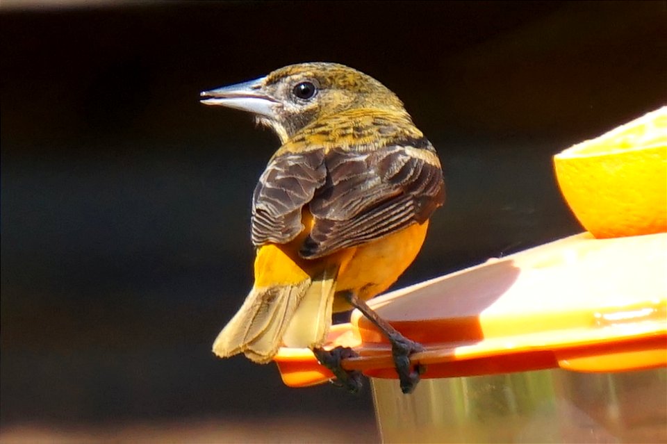 Baltimore Oriole | Female