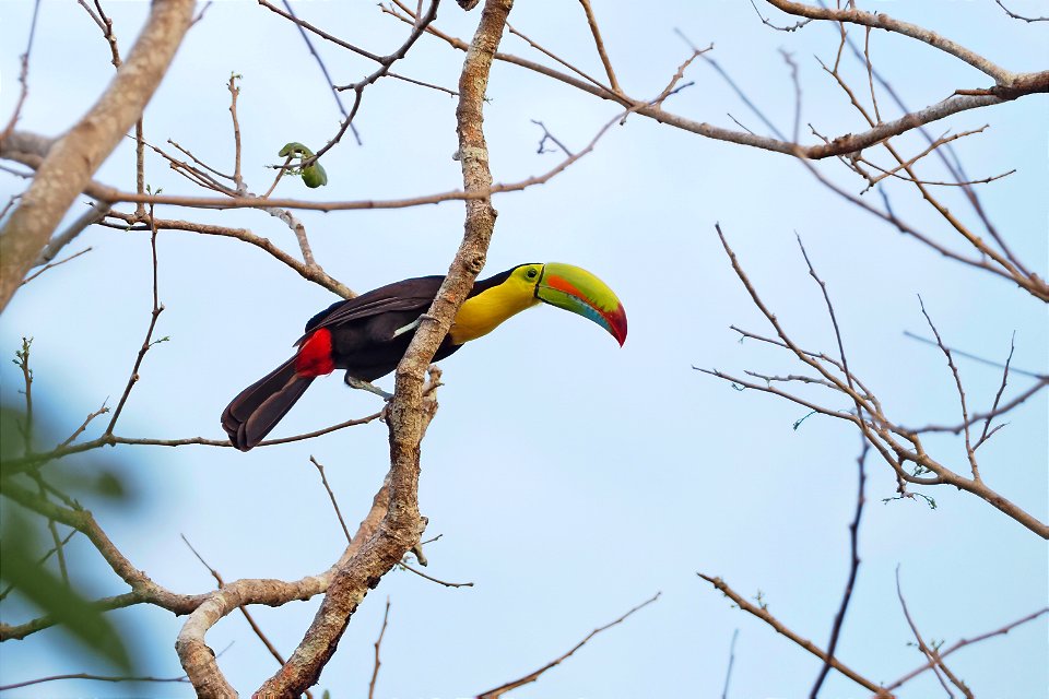 Keel-billed Toucan photo