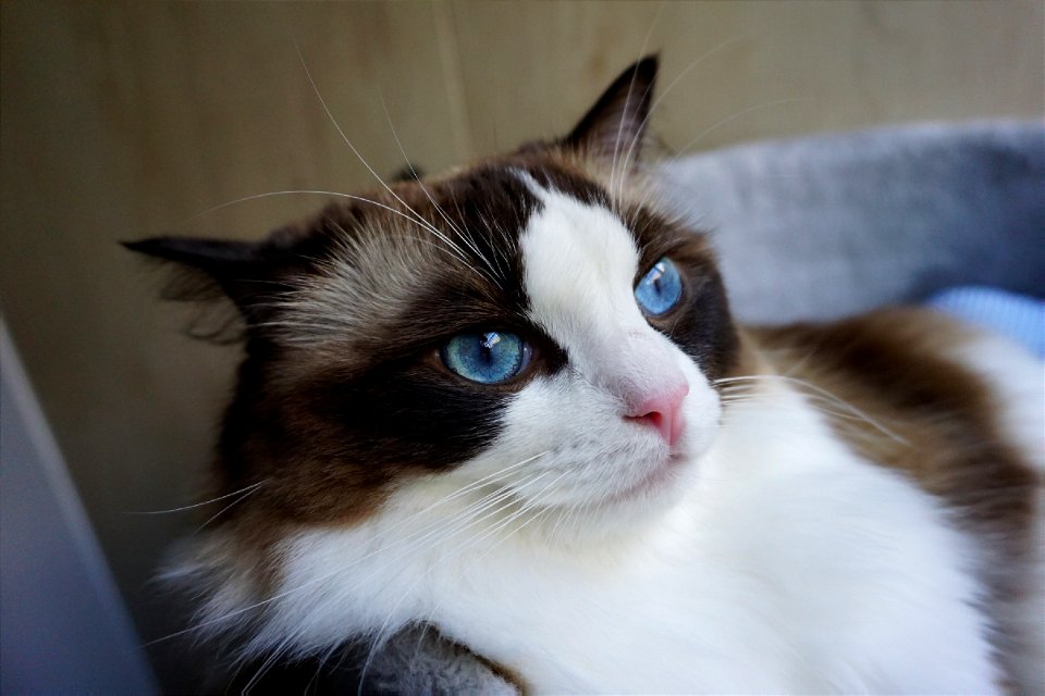 https://www.copet.club/23-things-you-should-know-before-buying-a-ragdoll-cat/