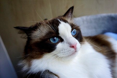 https://www.copet.club/23-things-you-should-know-before-buying-a-ragdoll-cat/