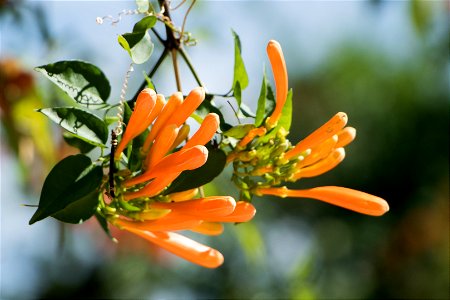 flores naranjas
