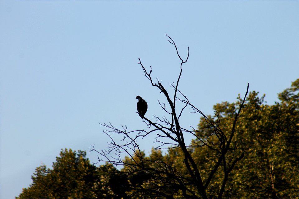 Wolsfeld Woods - Osprey