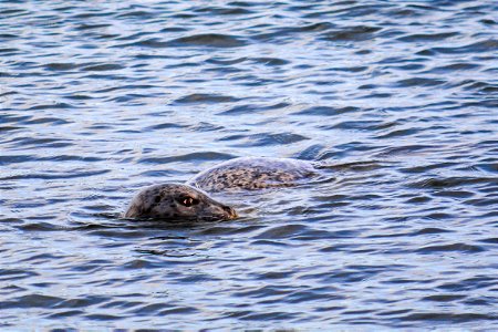Seals at Seal Rock Campground, Olympic National Forest, Washington. (Forest Service photo by Alex Weinberg