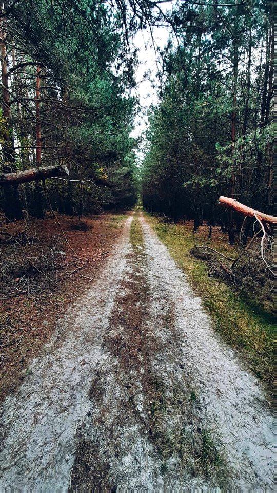 Morning in the Forest