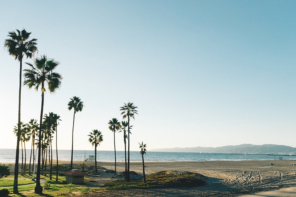 View of nice tropical background with coconut palms