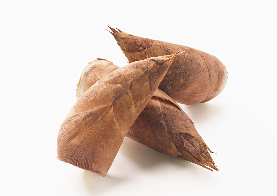 Bamboo shoot on white background