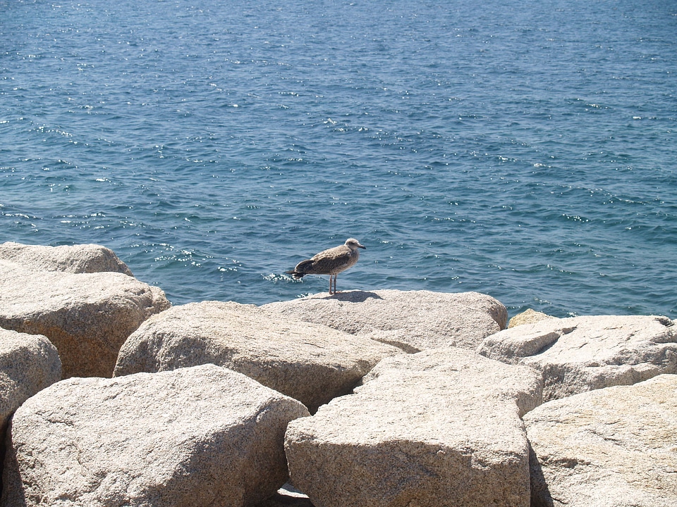 Albatros seagulls birds