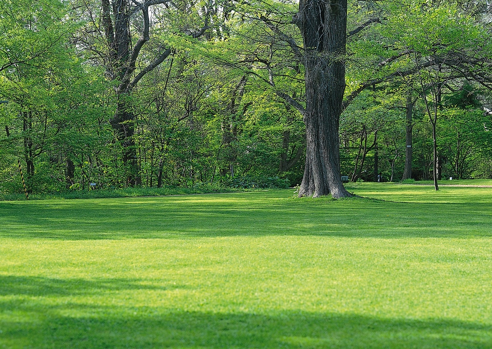 green grass field and tree