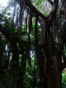 Tropical thicket plant