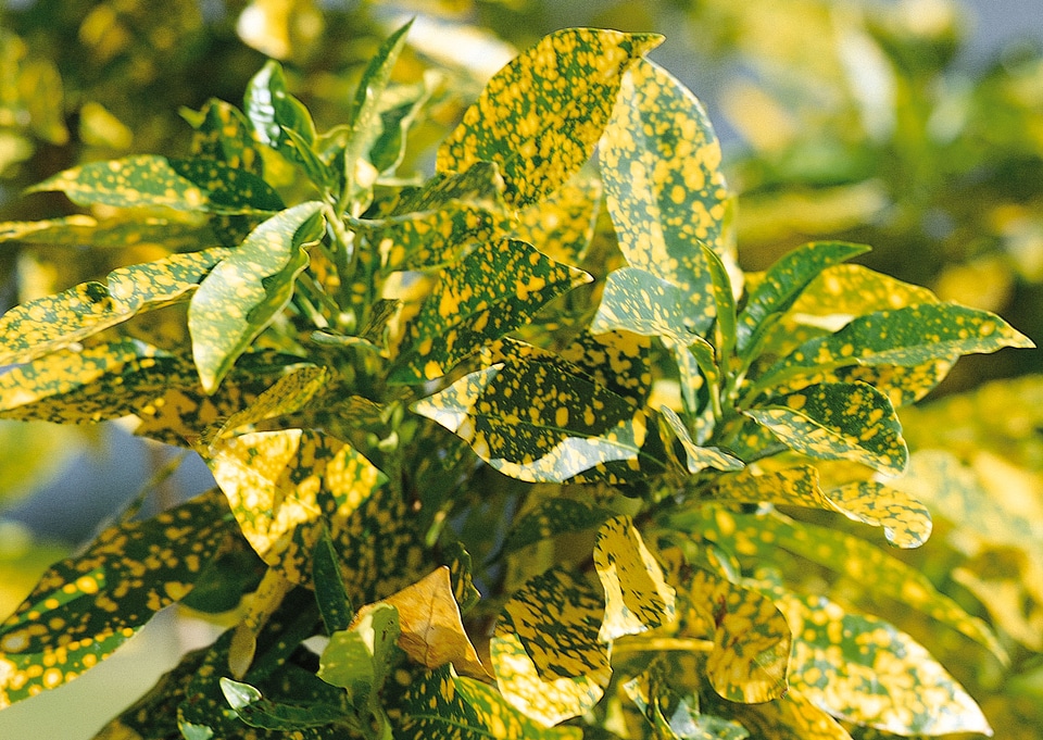 Euonymus fortunei foliage duocolor shrub Emeraldn Gold variegated