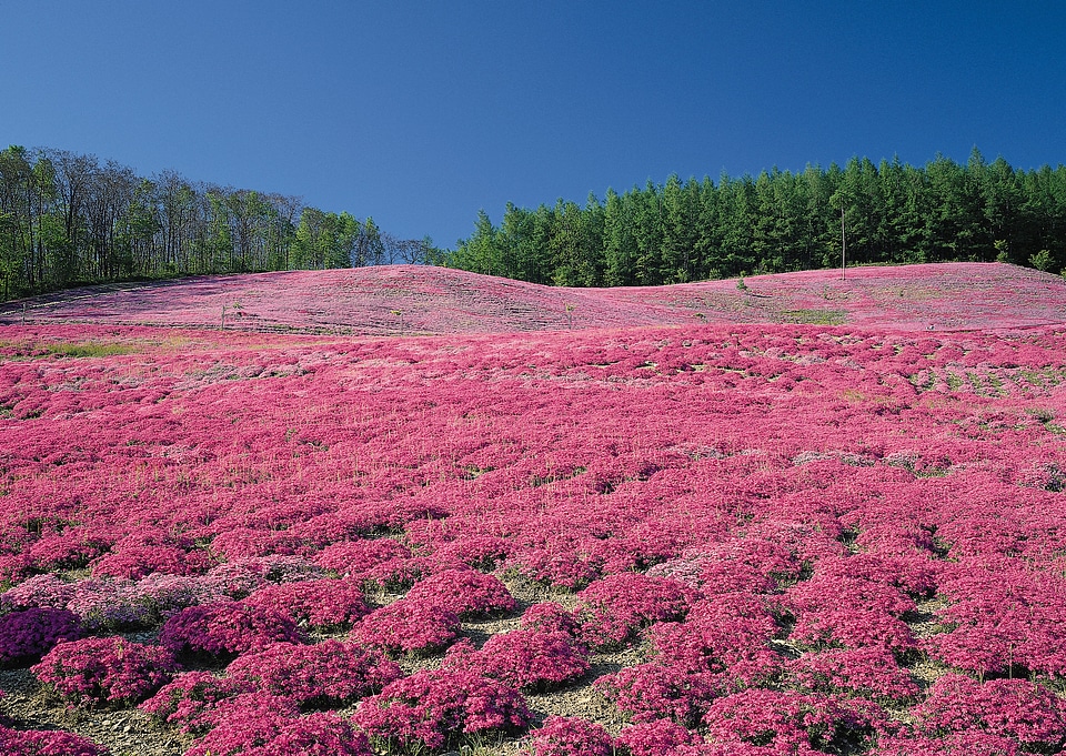 A sea of Red Campion wildflowers