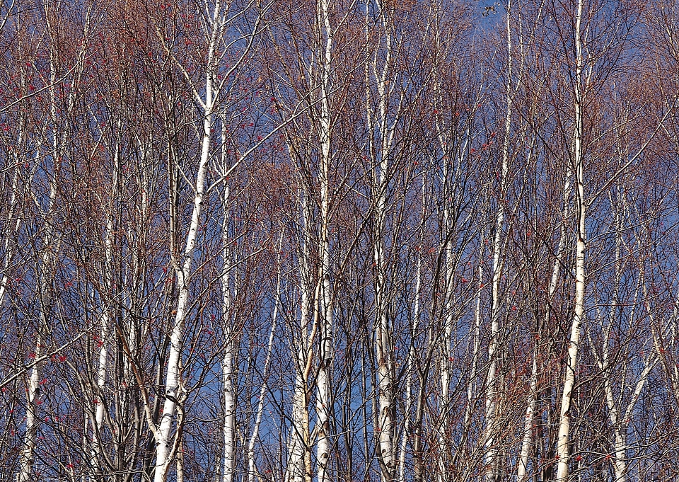 Birch Grove.Winter.