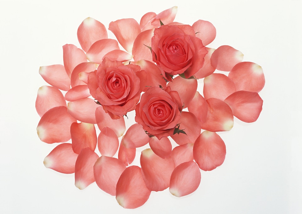Rose flower bouquet vintage background