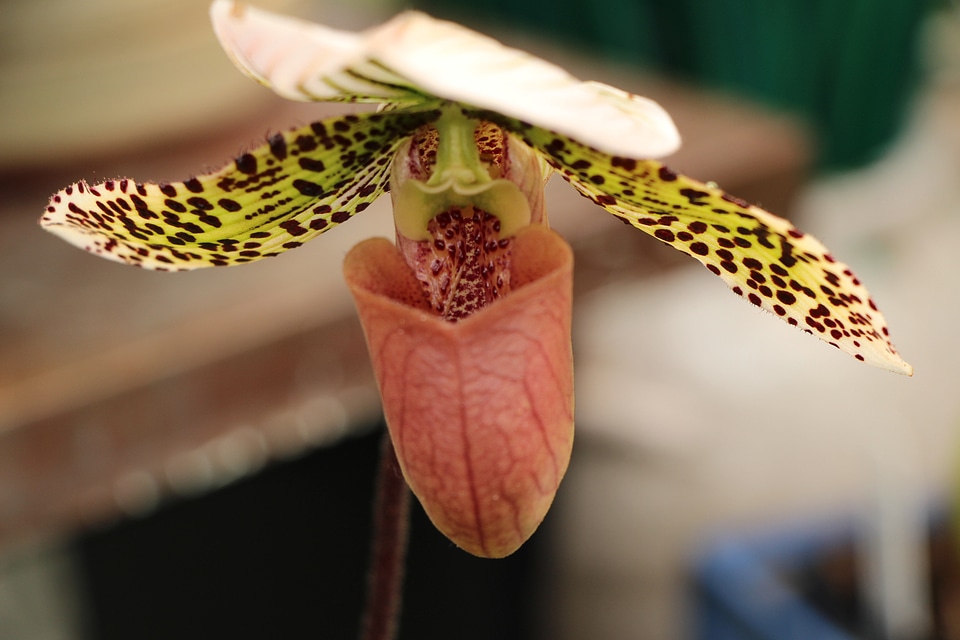 Beautiful paphiopedilum orchid flowers in garden