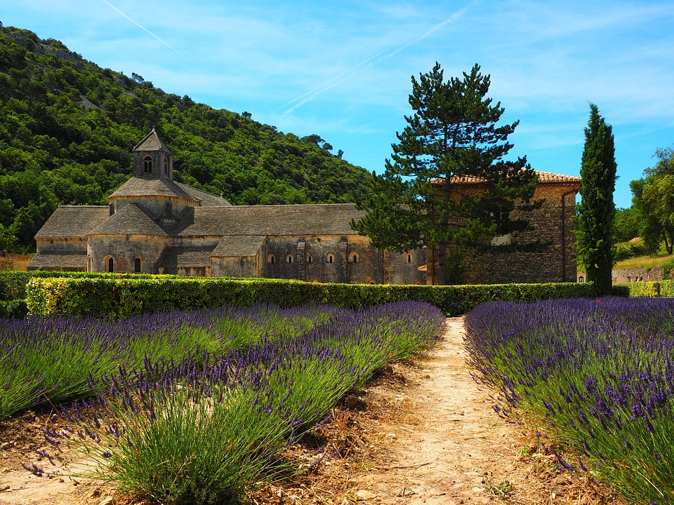 Abbey of Senanque in morning light. Gordes, Luberon,