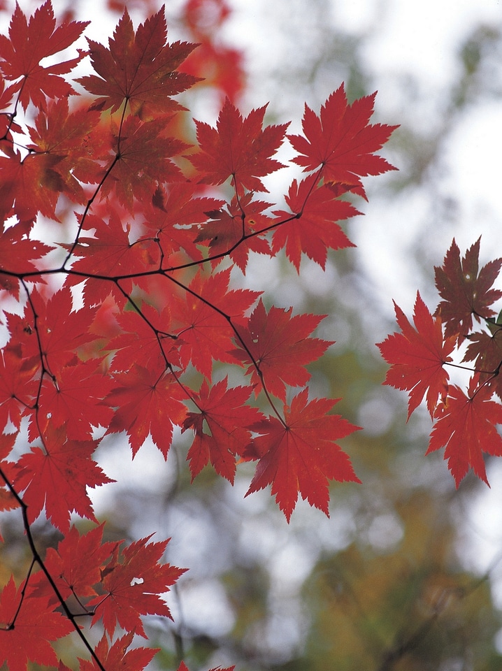 Bright colorful leaves on the branches in the autumn forest